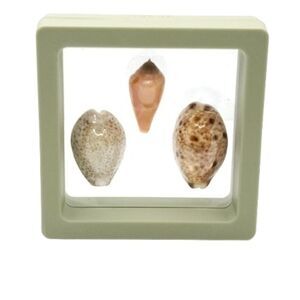 Decorative Seashell Display in Frame 2.75x2.75